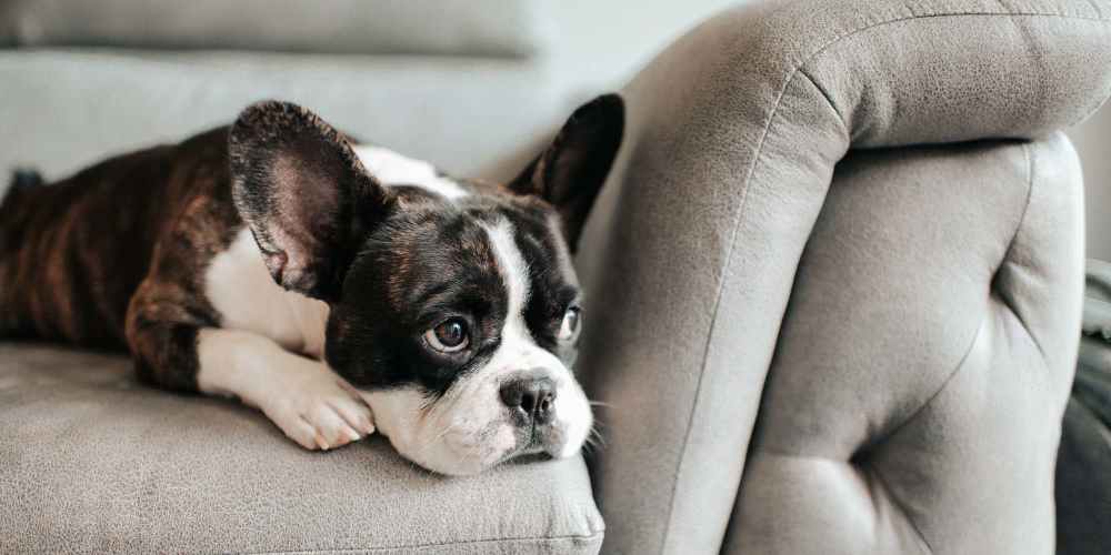 Cute dog laying on the couch at Avalon Park in Gastonia, North Carolina