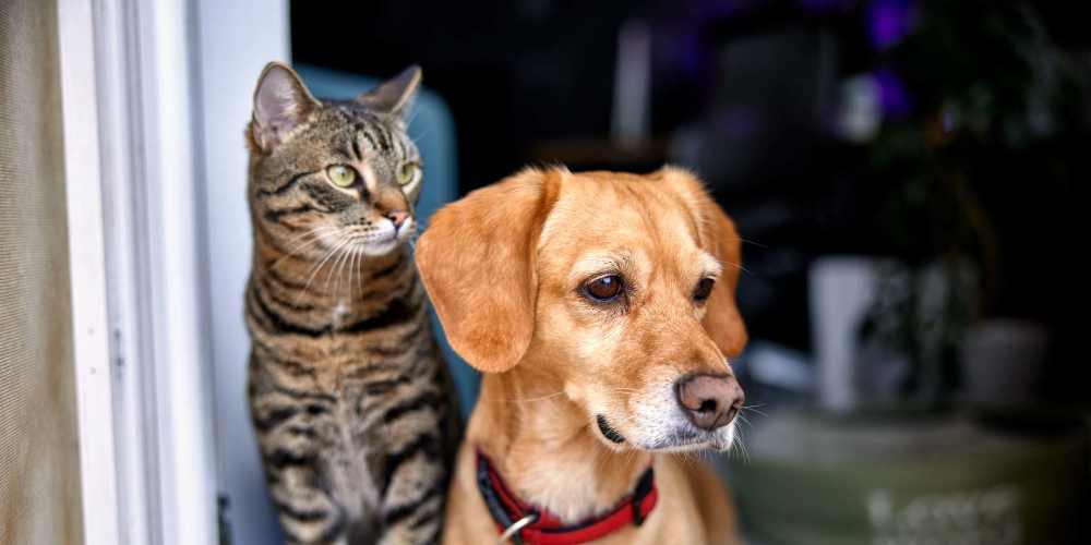 Pets at Whitetail Ridge in Salem, Wisconsin