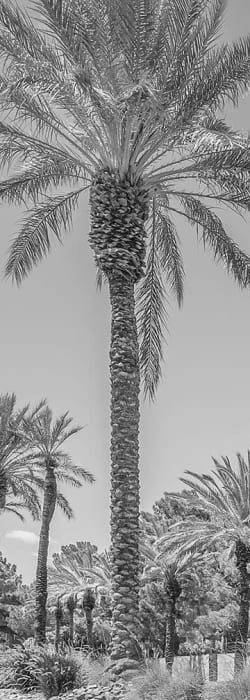 Greyscale photo of palm trees near the entrance to Shelter Cove Apartments in Las Vegas, Nevada