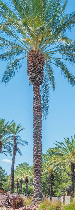 Palm trees outside the entrance to Shelter Cove Apartments in Las Vegas, Nevada
