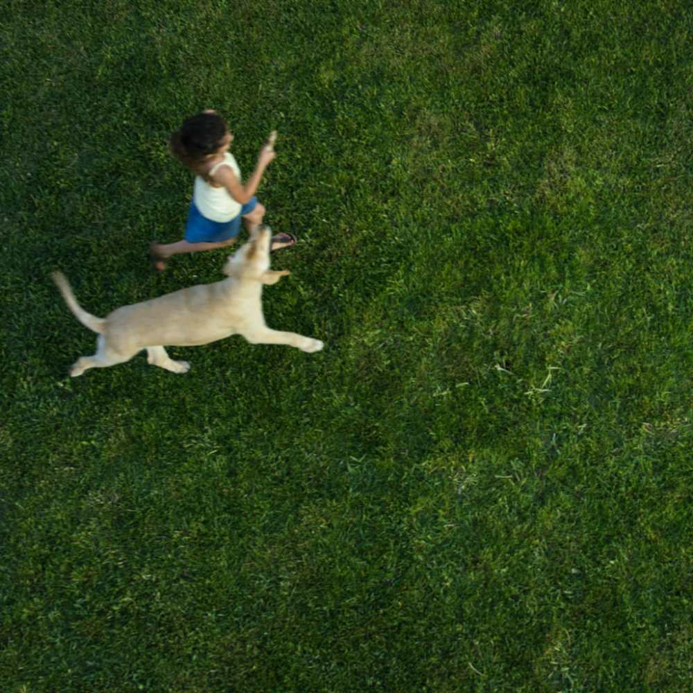 Woman playing with her dog in a lush green grassy field near Brentwood Oaks in Beaverton, Oregon