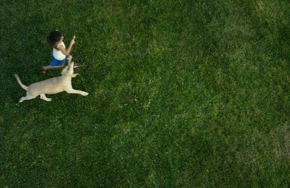 Woman playing with her dog in a lush green grassy field nearKernwood Terrace in Los Angeles, California