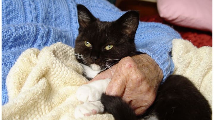 Cat sitting on lap of senior