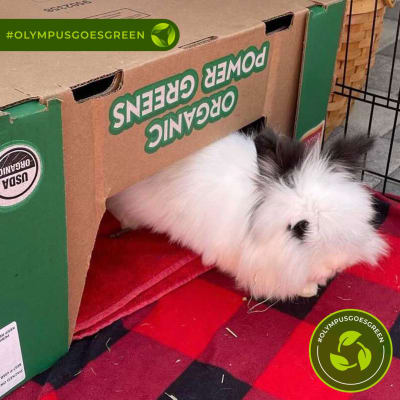 White bunny lounging in a cardboard box 