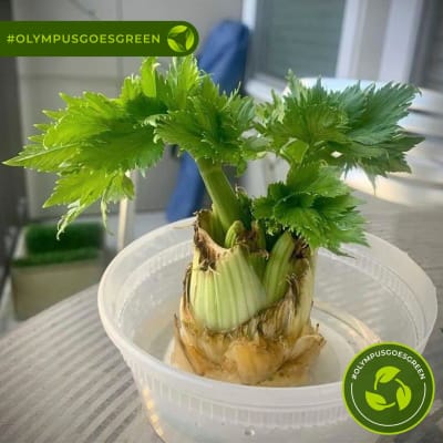 Celery stalk growing in a plastic container