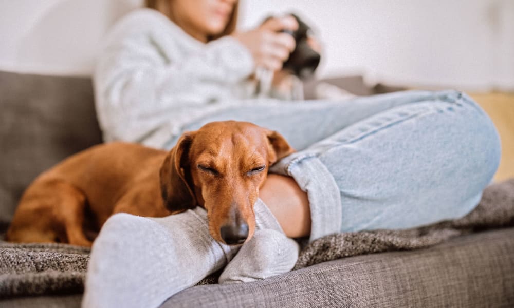 Happy dog relaxing with his owner on the couch in their apartment at Oaks 5th Street Crossing at City Station in Garland, Texas