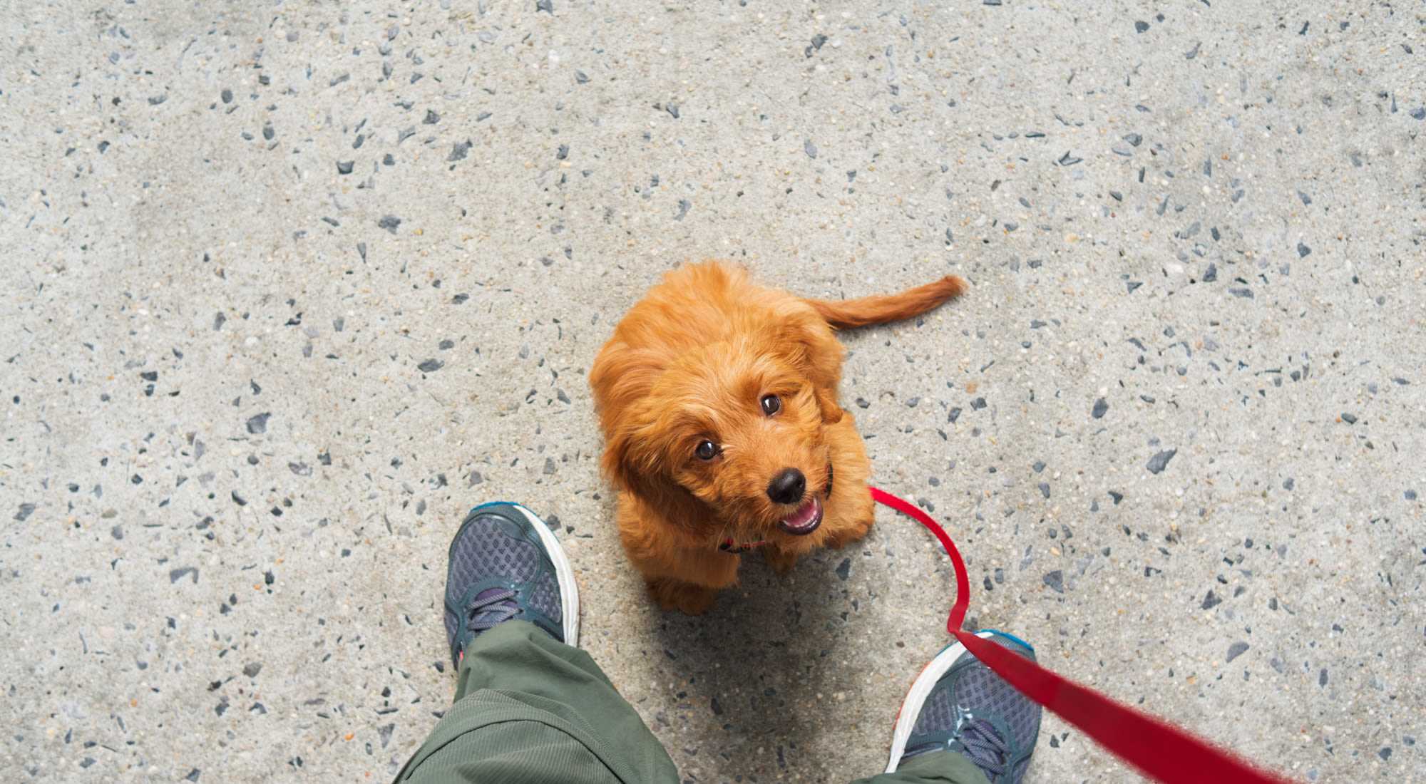 Pet Friendly | Fox Ridge in Longmont, Colorado