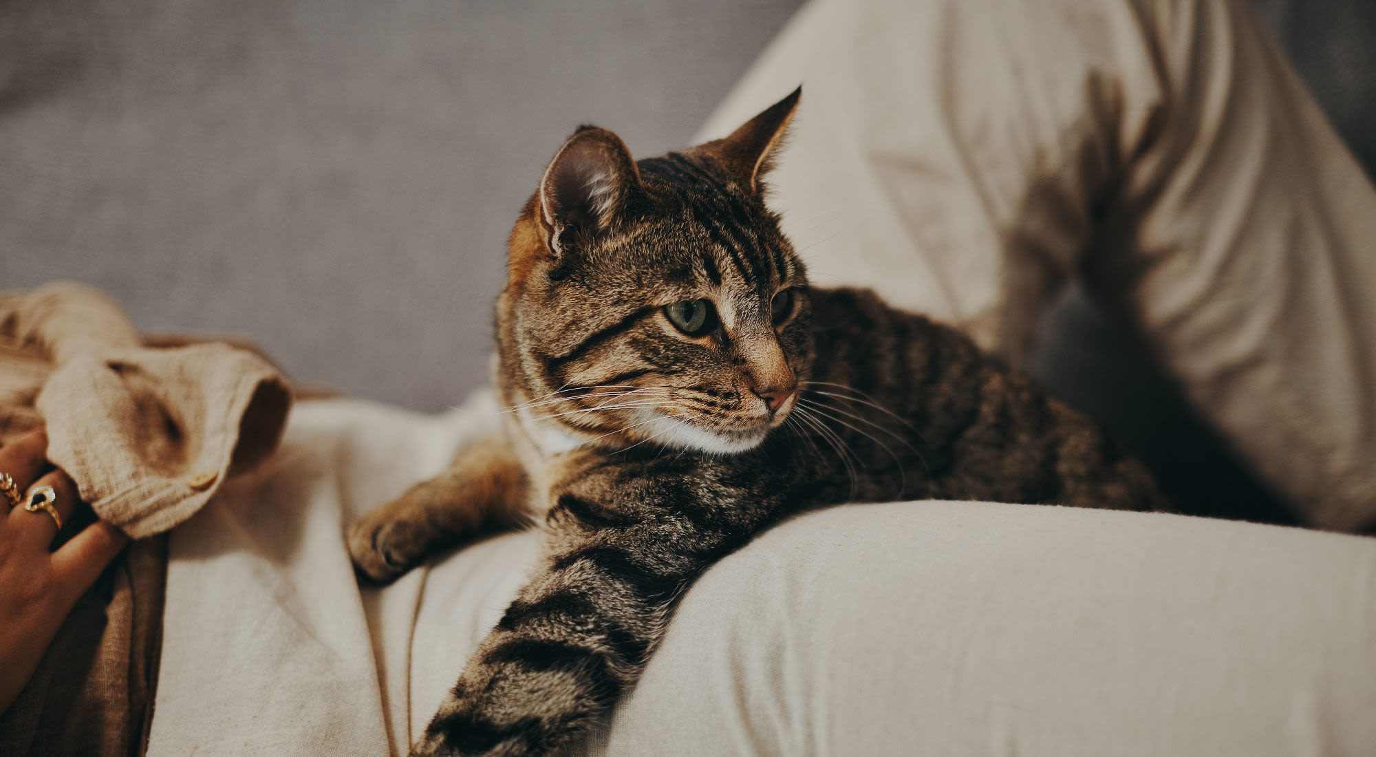 Pet Friendly | The Fitzgerald in San Francisco, California