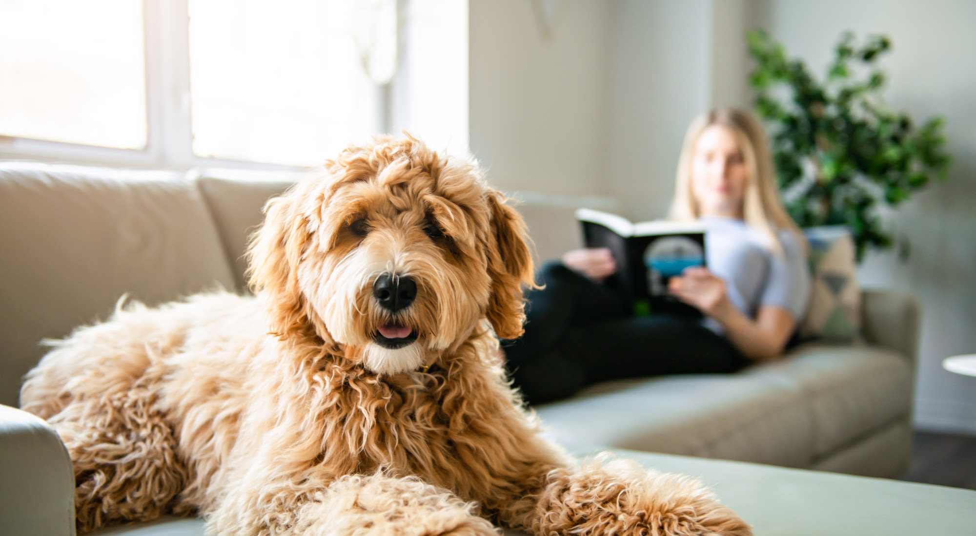 Pet Policy | Cascade Park in Colorado Springs, Colorado