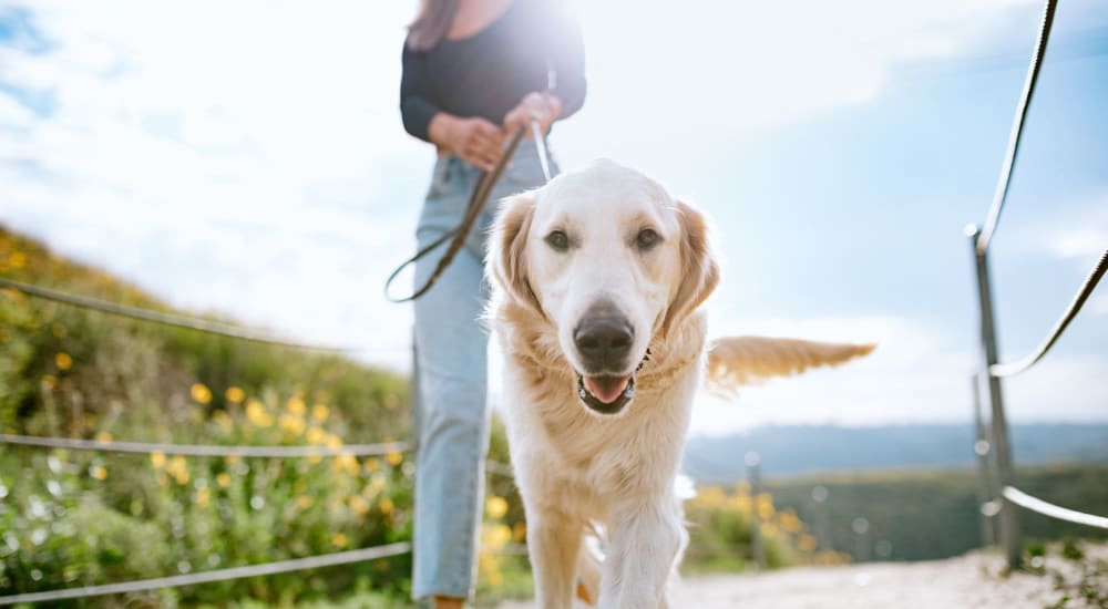 Happy dog posing for a photo outside at Deerfield at Providence in Mt. Juliet, Tennessee