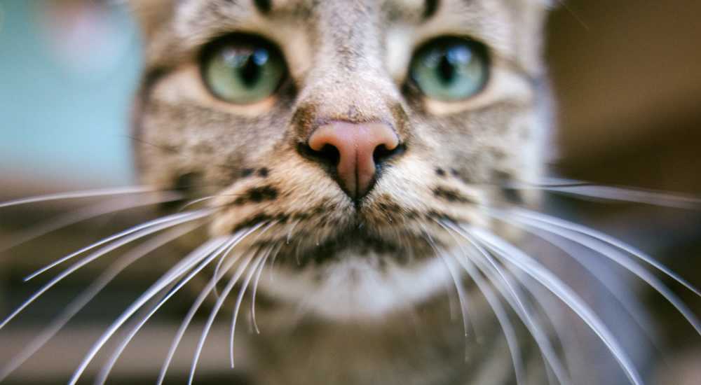 Cat photo taken closely at Grand Reserve in Dallas, Texas