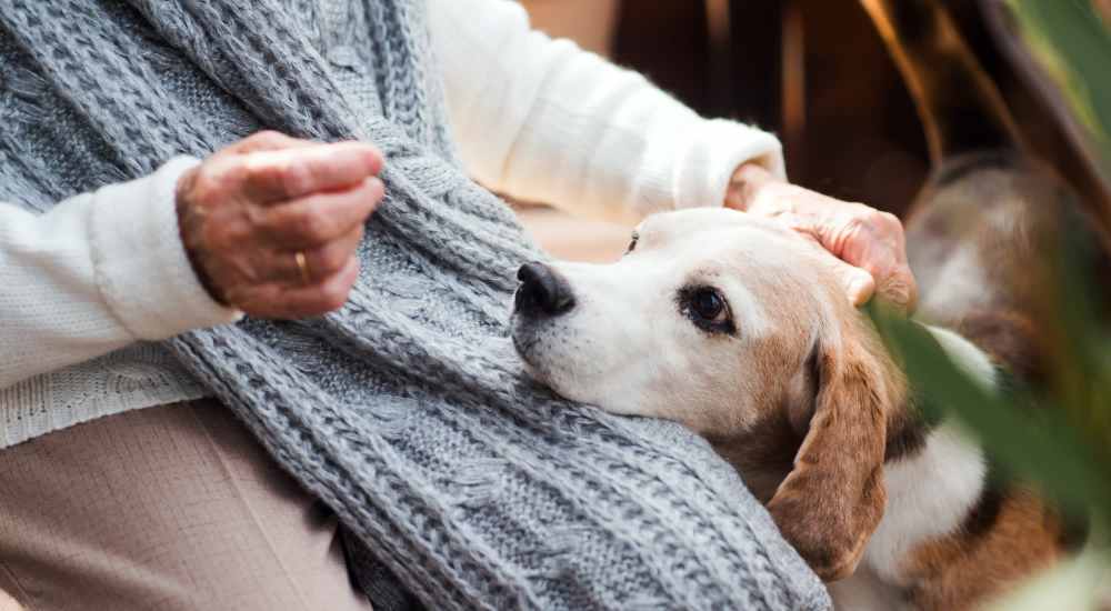 Cute pet dog resting on the resident's lap at Royal Gulf Apartments in Biloxi, Mississippi