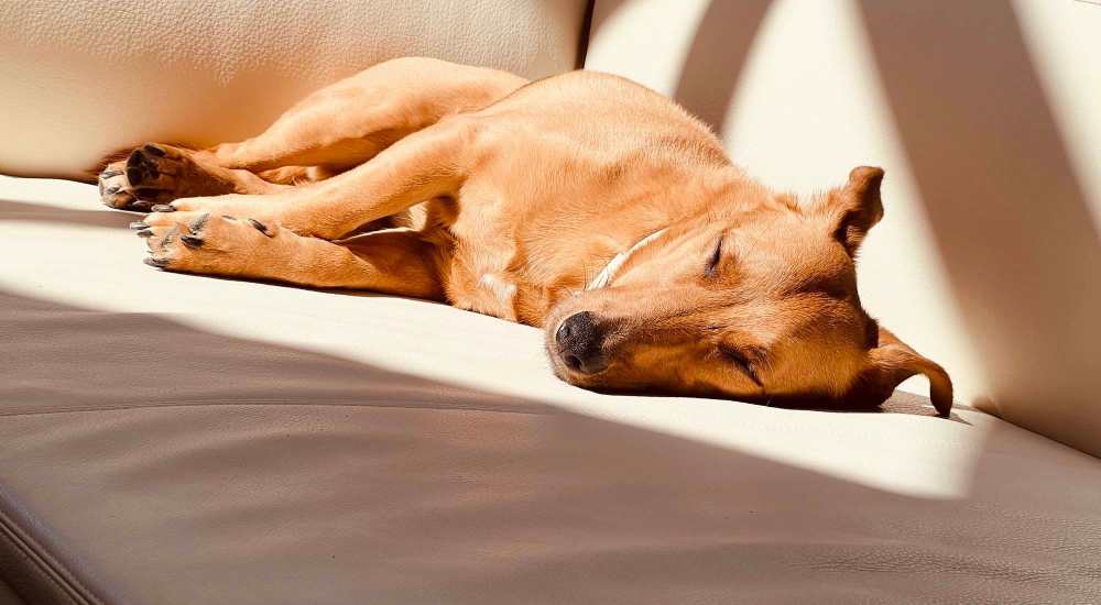 Dog resting on a couch at Dawcrest Apartments in Olympia, Washington