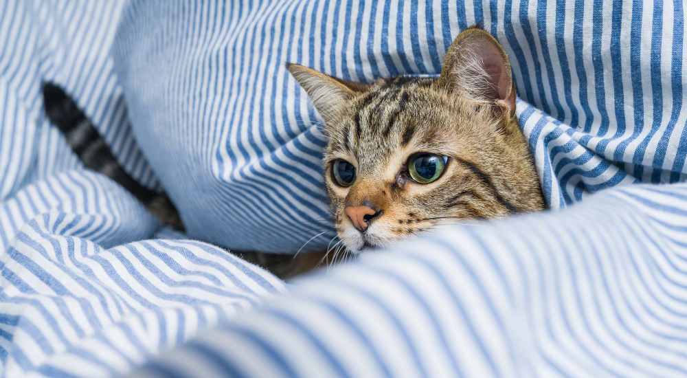 Cute pet cat under the sheets at The Ivy in College Station, Texas