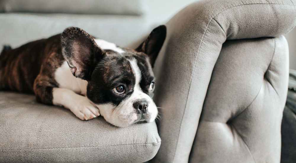 Dog putting his head down on the sofa at Harvest Creek in Marshall, Texas
