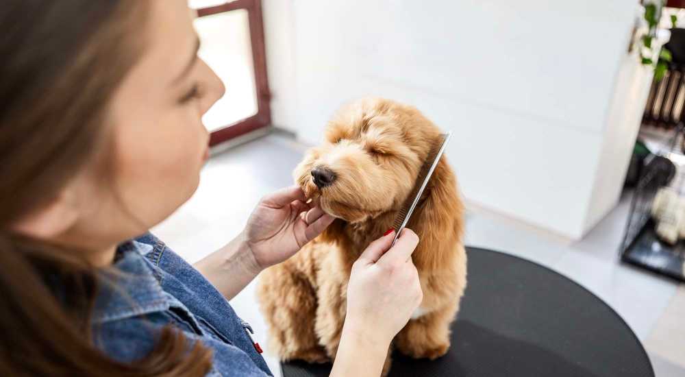 Residents petting her dog at Parkview Estates in Liberty City, Texas