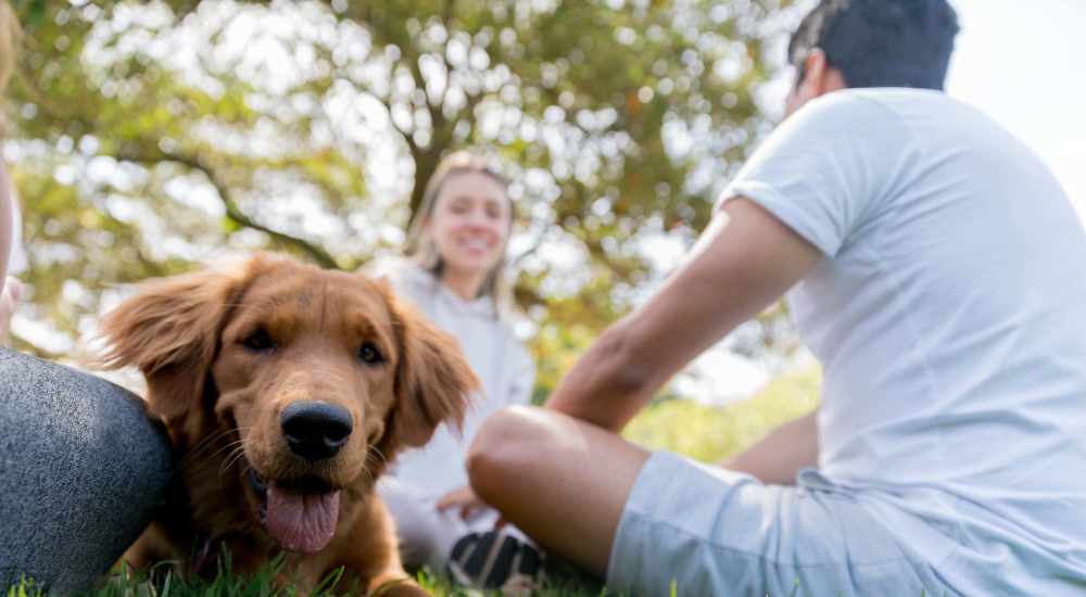 A pet dog in a park near Woodchase Apartments in San Leandro, California