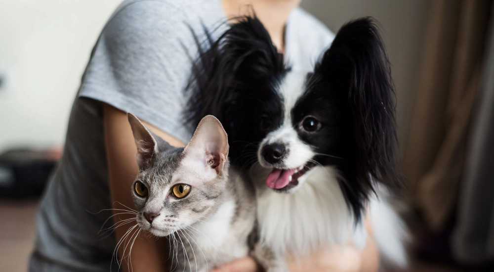 Pet cat and dog at The Arcadia in Madison, Tennessee