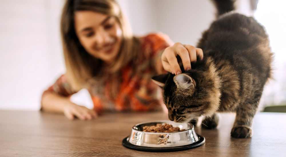 Woman feeding cat in cozy living room at August Friendswood in Friendswood, Texas