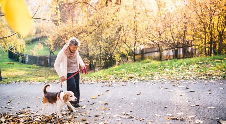 Senior woman walking beagle