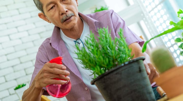Senior man spraying plant with water