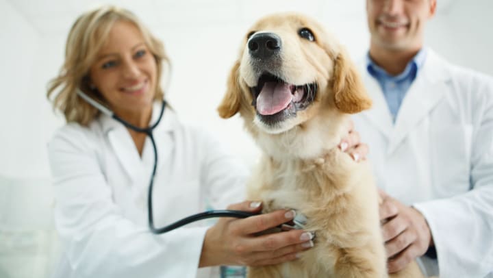 Two vets smiling while placing a stethoscope on a golden retriever