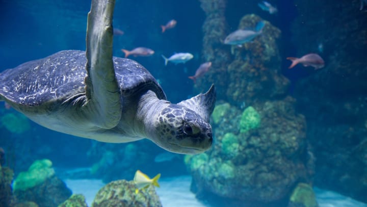  A close up of a sea turtle swimming in an aquarium