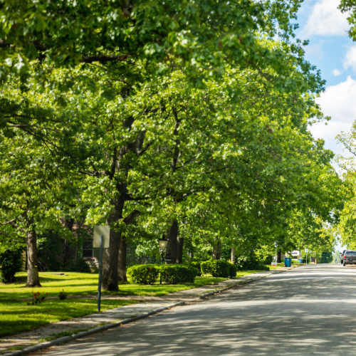 Tree-lined street with green lawns near Riverview Place in Ripley, Ohio