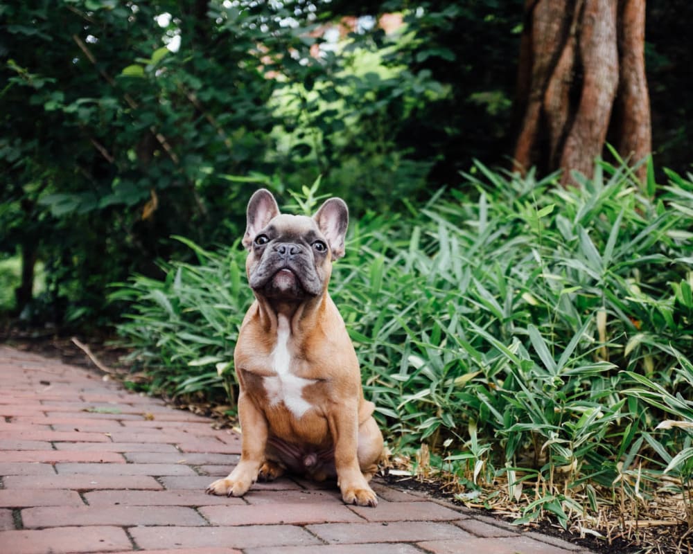 Resident pup posing for a photo outside at Olympus Midtown in Nashville, Tennessee