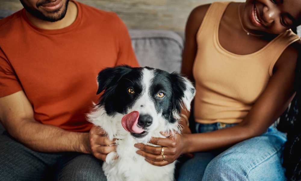 Residents petting a happy dog at J Vue at The LMA in Boston, Massachusetts