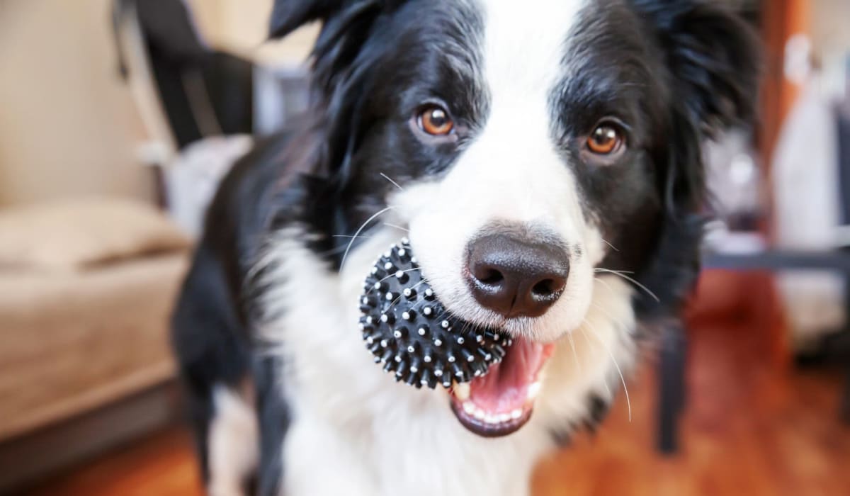 Happy dog with a ball at Cobble Creek Apartment Homes in Chico, California