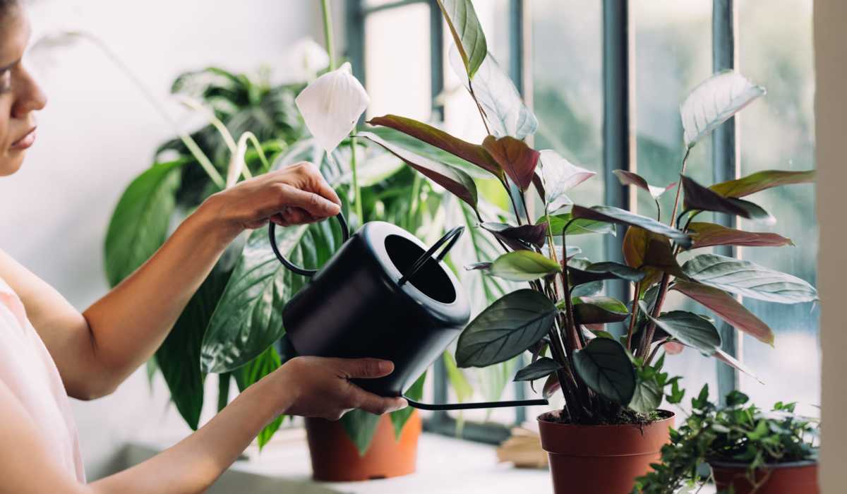 Watering plants in a home at Waters Edge in Sacramento, California