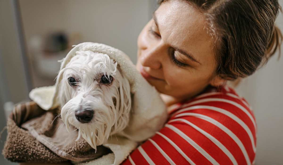 Happy dog in its owner's hand after a bath near Sunpointe in Phoenix, Arizona