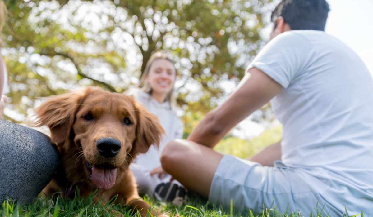 Happy dog on a walk outside at Hoff Mall and Hoff Apartments in Mount Horeb, Wisconsin    
