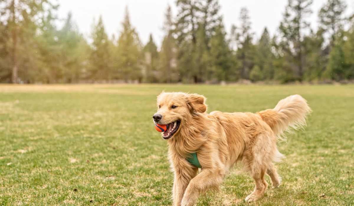 Golden retriever running with a ball at Pritchard Park Place in Racine, Wisconsin 