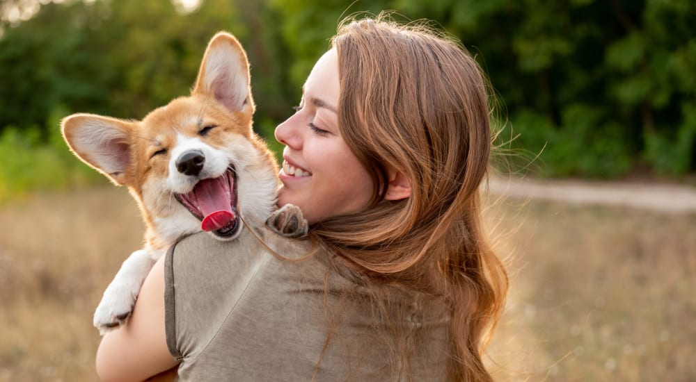 Corgi yawning at the end of a walk while her owner carries her back home to Mission Rock at San Rafael in San Rafael, California
