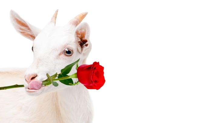 Portrait of a goat with a red rose in its mouth