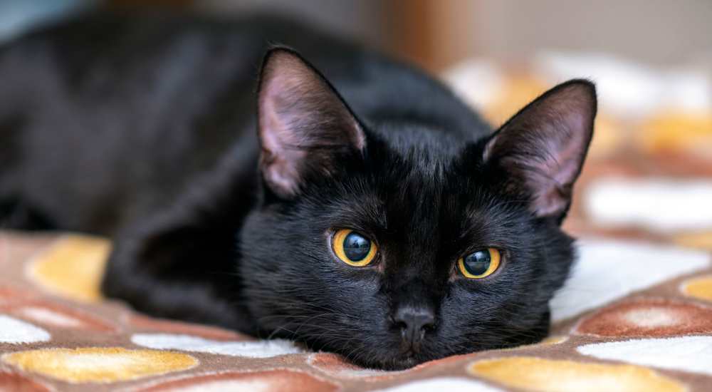 Black cat lounging on a patterned blanket The Simone in Silver Spring, Maryland