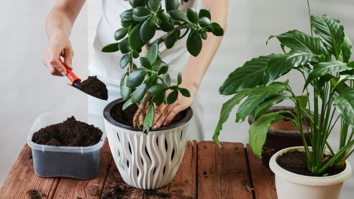 Hands pouring soil into a newly-repotted house plant resting on a wooden table, with two more potted plants off to the side.
