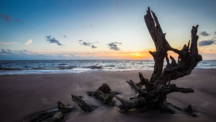 View of driftwood on a sandy beach at sunset.