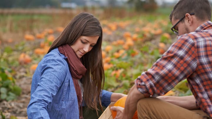 A man and a woman picking out pumpkins at a pumpkin patch near Sundance Creek