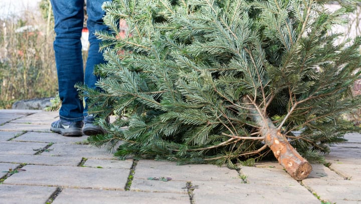A man’s legs are visible as he drags an Xmas tree along a path.