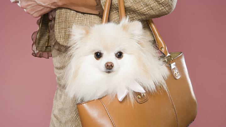 White dog in purse