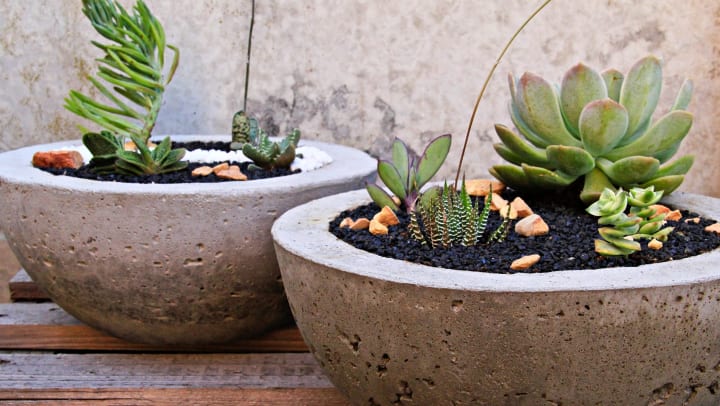 Succulents in decorative planters on a private balcony at Legends at White Oak in Ooltewah, Tennessee