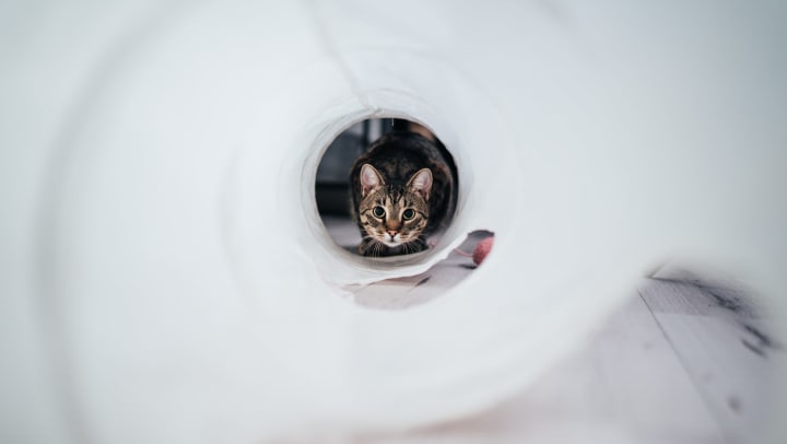A gray and brown tabby cat gearing up to play in a white cat tunnel.