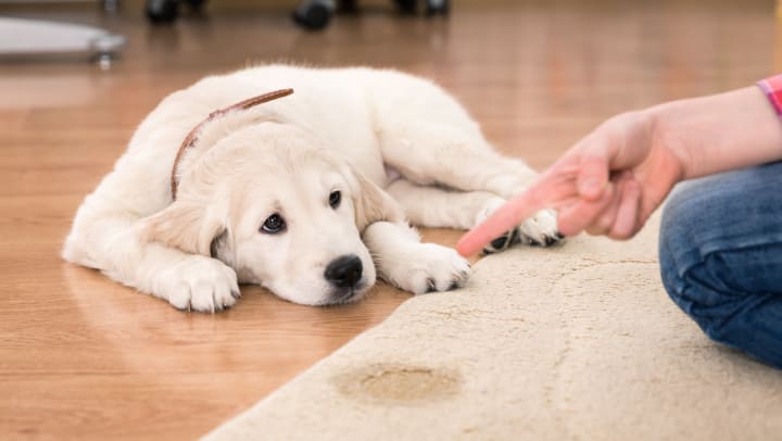 A golden retriever puppy looks guilty as he lays in front of a wet spot on the carpet while being scolded by his owner. 