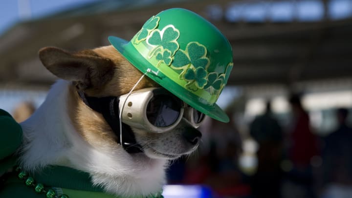 Chihuahua dog made up for St. Patrick’s Day