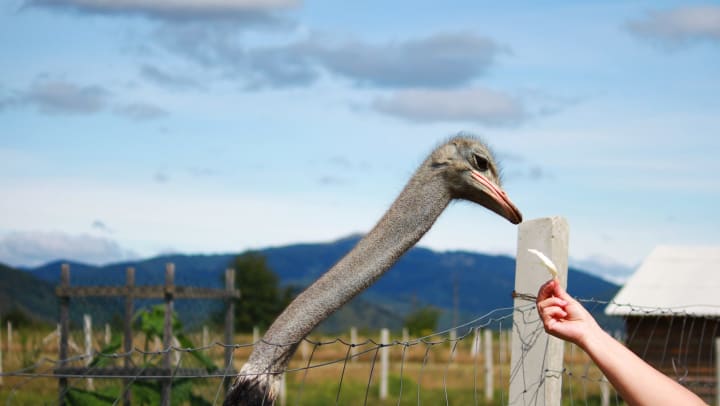 A hand feeding an Ostrich