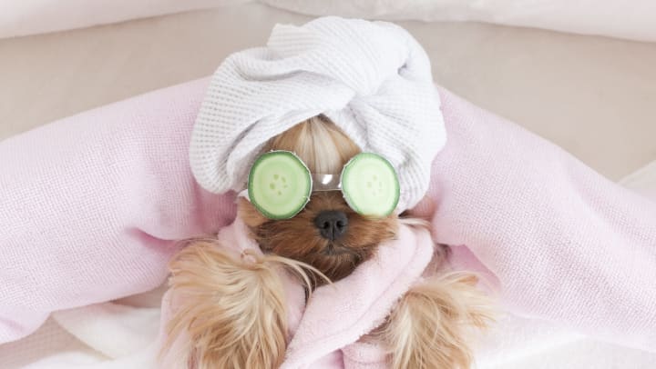 A Yorkshire terrier at a pet grooming salon wears a pink toweling robe, a wrap on her head, and has cucumbers on her eyes. 