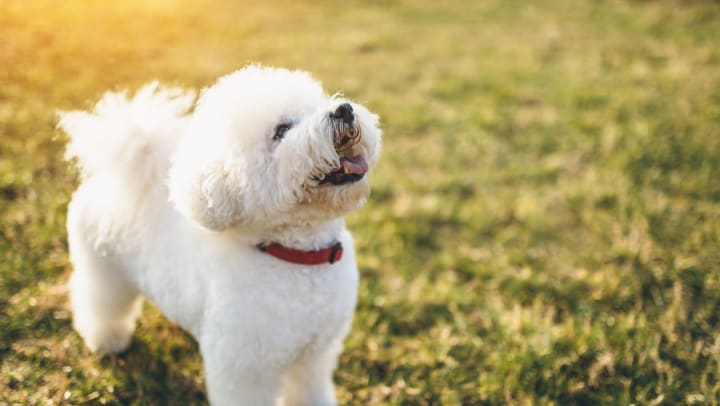 Bichon Frise with red collar standing on a lawn